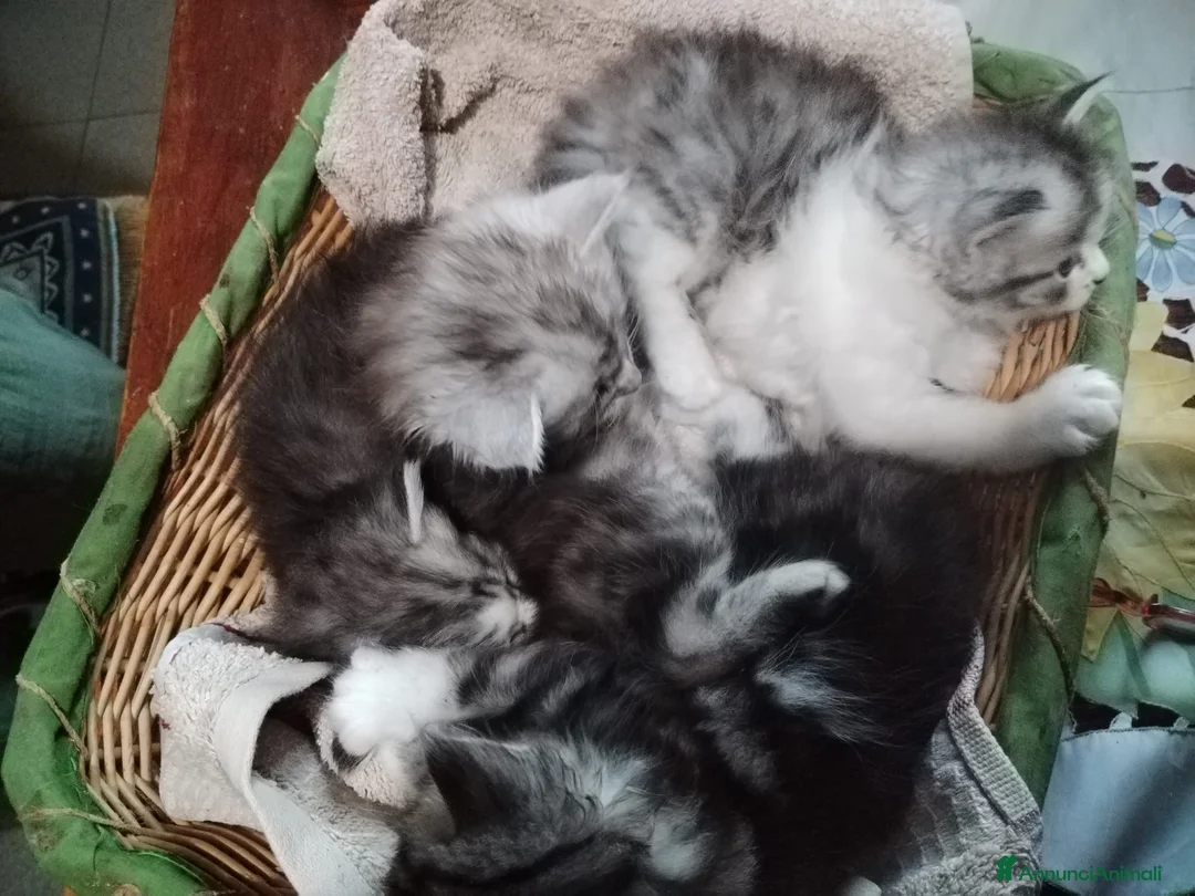 Immagine della galleria {{count}}