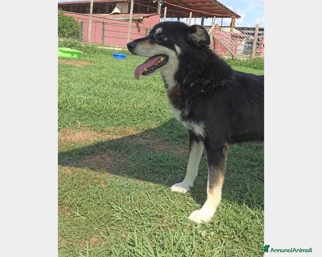 Meticcio cani in regalo: Old Tom, una casa per lui, non può più aspettare a Latina - Annuncio 4