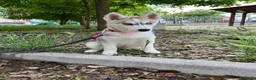 Husky cani in vendita: Cucciola Siberian Husky - Annuncio 1