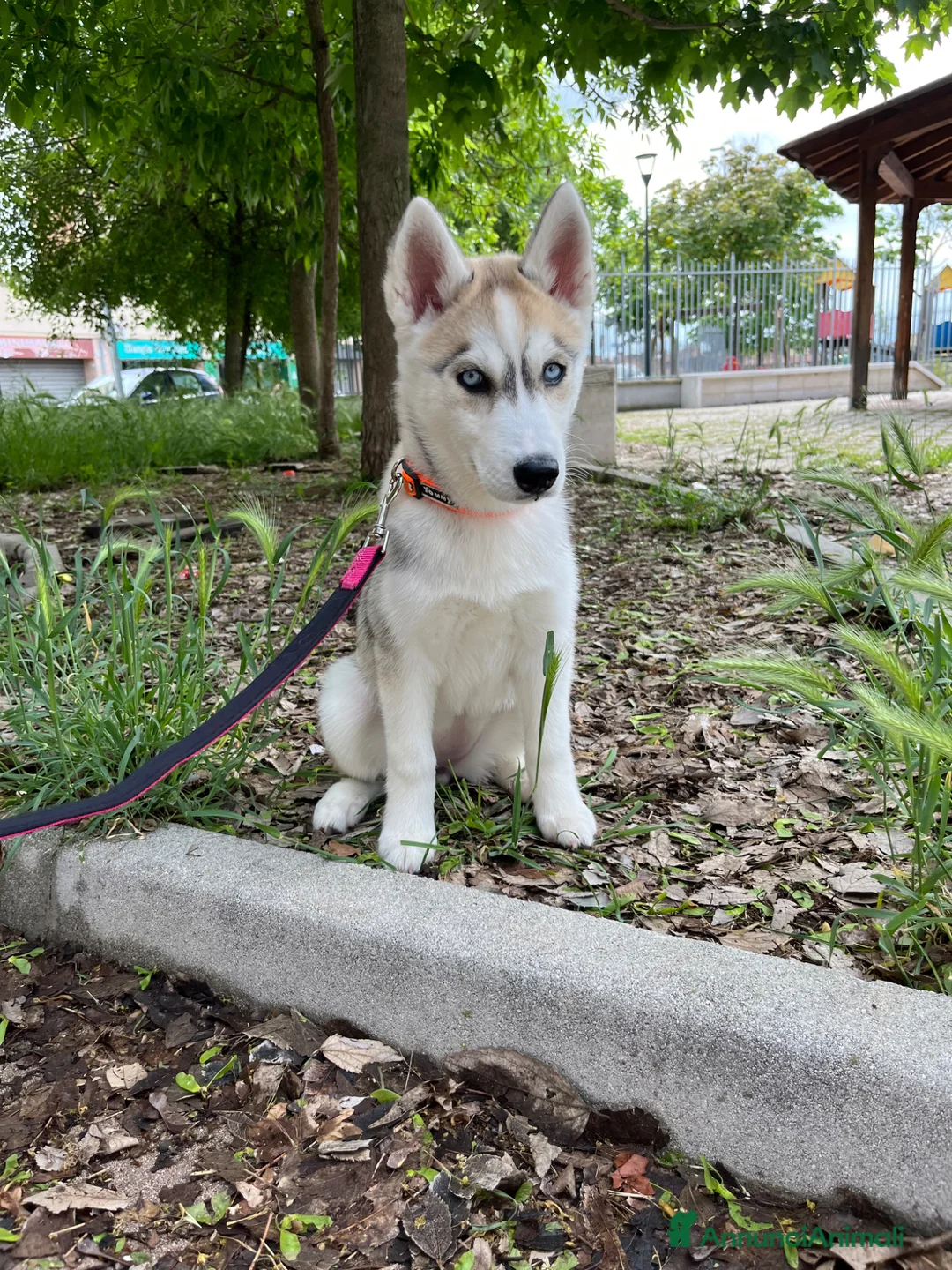 Husky cani in vendita: Cucciola Siberian Husky - Annuncio 1