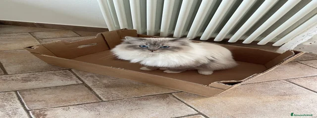 Pepito