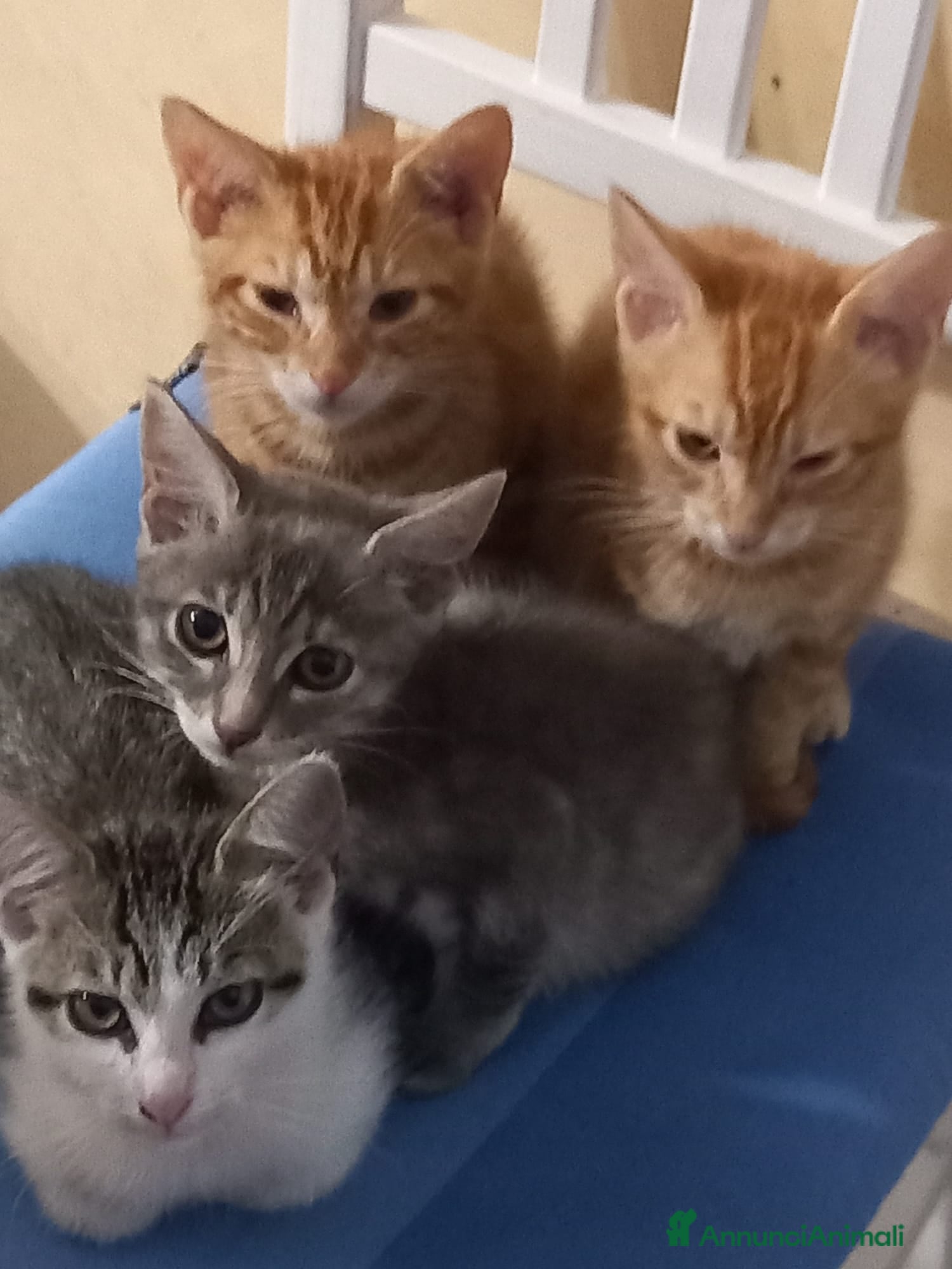 Europeo gatti Micini rossi e micine tigrate grige  - Annuncio 5