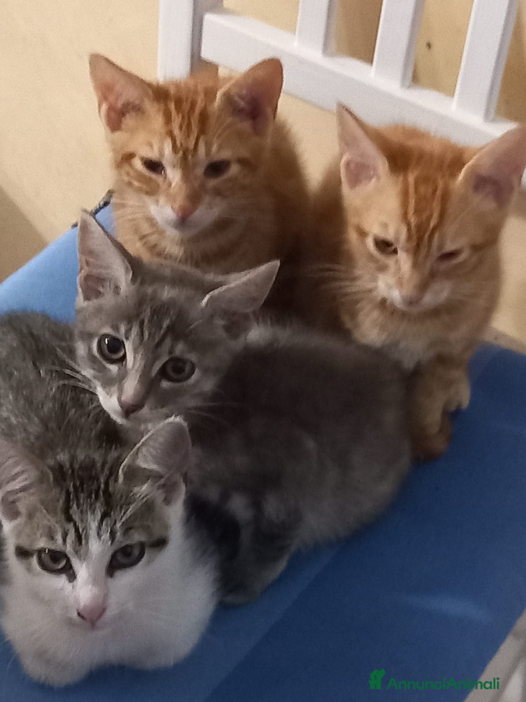 Europeo gatti in regalo: Micini rossi e micine tigrate grige  - Annuncio 1