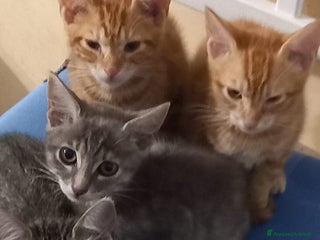 Europeo gatti Micini rossi e micine tigrate grige - Annuncio 1