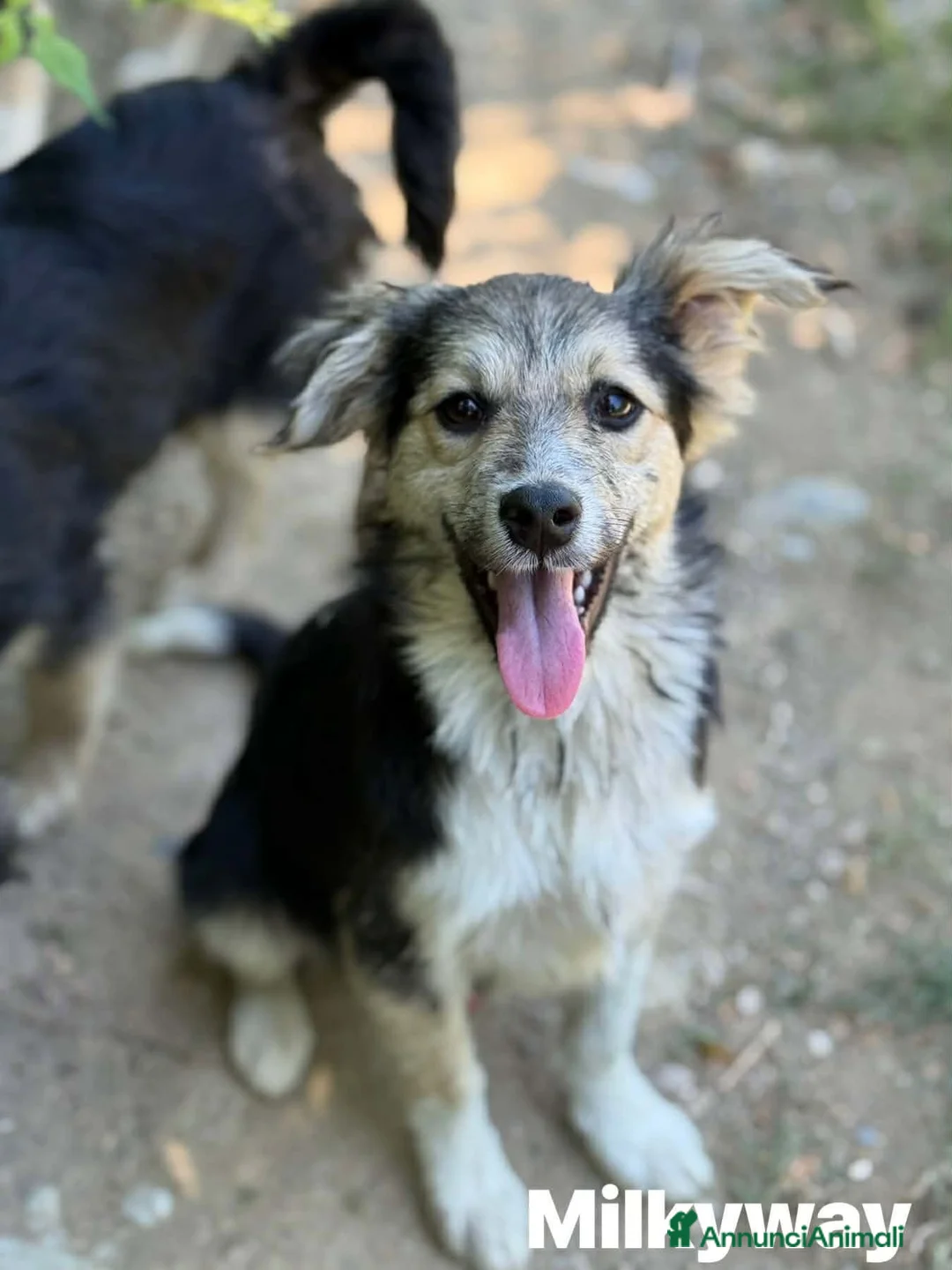 Meticcio cani in regalo: 3 cuccioli TAGLIA PICCOLA incredibilmente dolci! - Annuncio 9