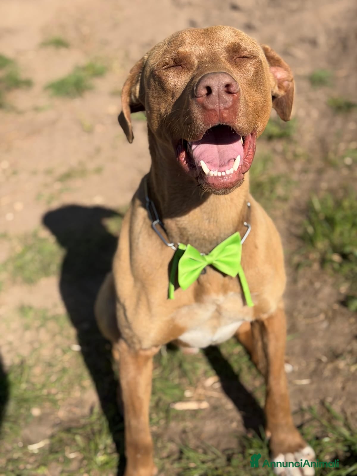 Pitbull cani in regalo: Zoro, splendido Pitbull Red Nose - Annuncio 6