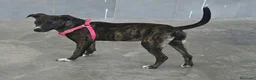 Meticcio cani in regalo: Taglia piccola, 6 mesi scarsi  - Annuncio 4