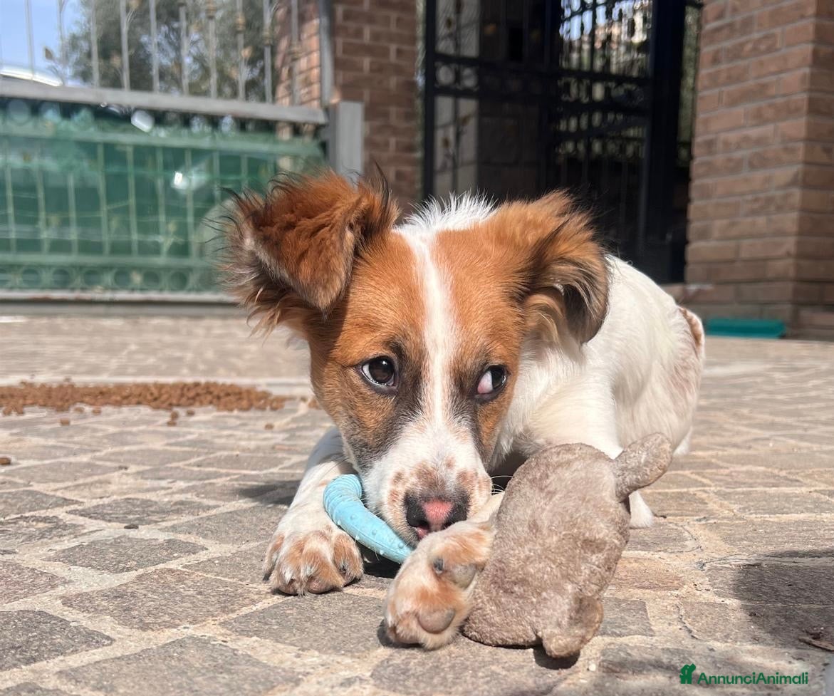 Meticcio cani Cucciolo 6 mesi tg contenuta - Annuncio 38