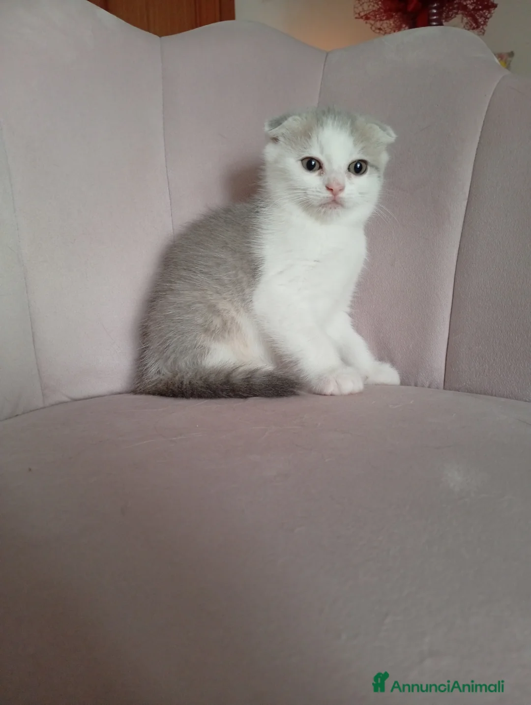 Scottish gatti in vendita: Scottish fold - Annuncio 1