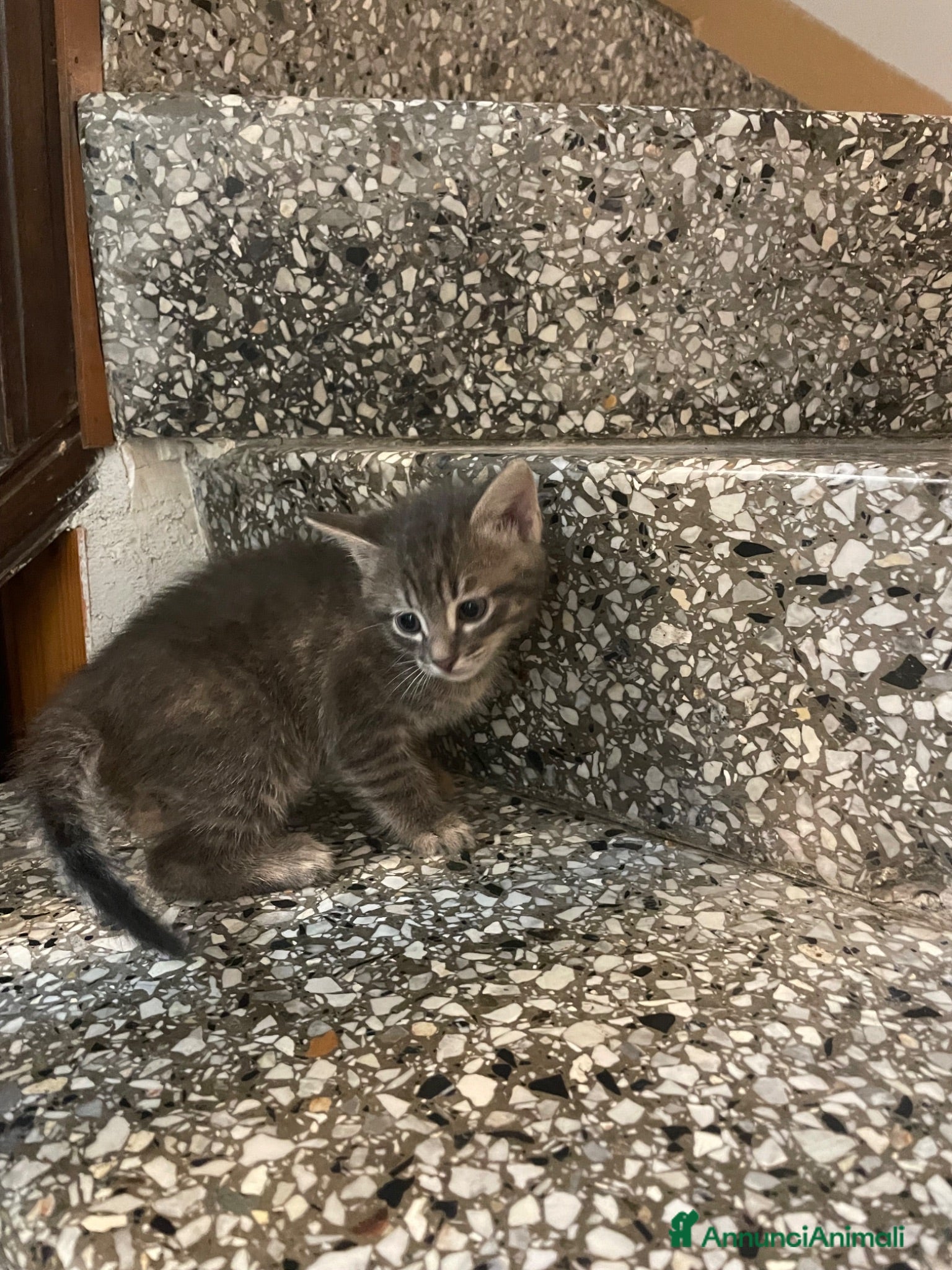 Meticcio gatti Gattino simpatico  - Annuncio 12
