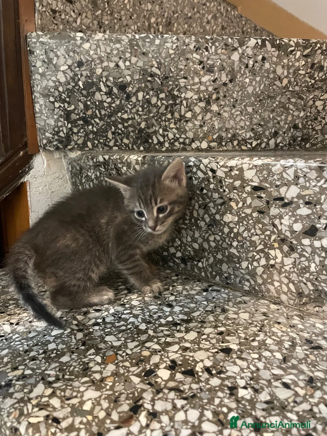 Meticcio gatti in vendita: Gattino simpatico  - Annuncio 1