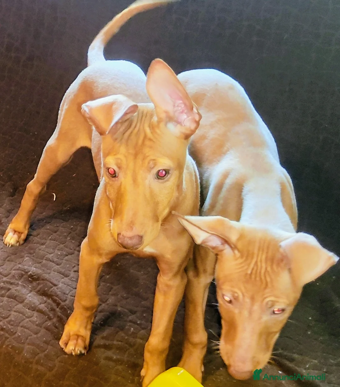 Cirneco dell'Etna cani in vendita: Cuccioli di Cirneco dell'Etna - Annuncio 15