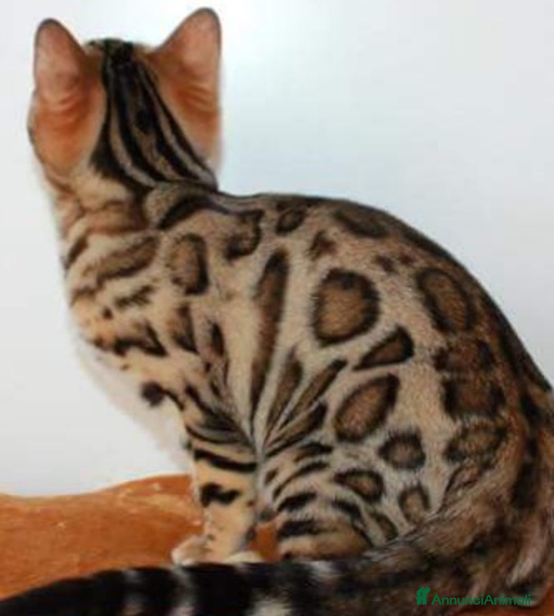 Immagine della galleria {{count}}