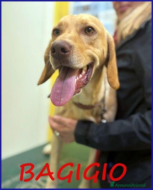 Meticcio cani BAGIGIO splendido cucciolone - Annuncio 25