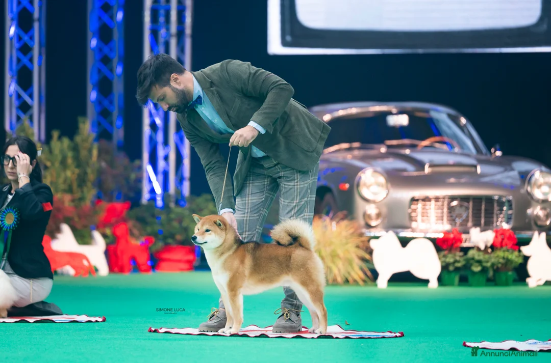 Shiba Inu cani in vendita: Shiba inu cuccioli  - Annuncio 11