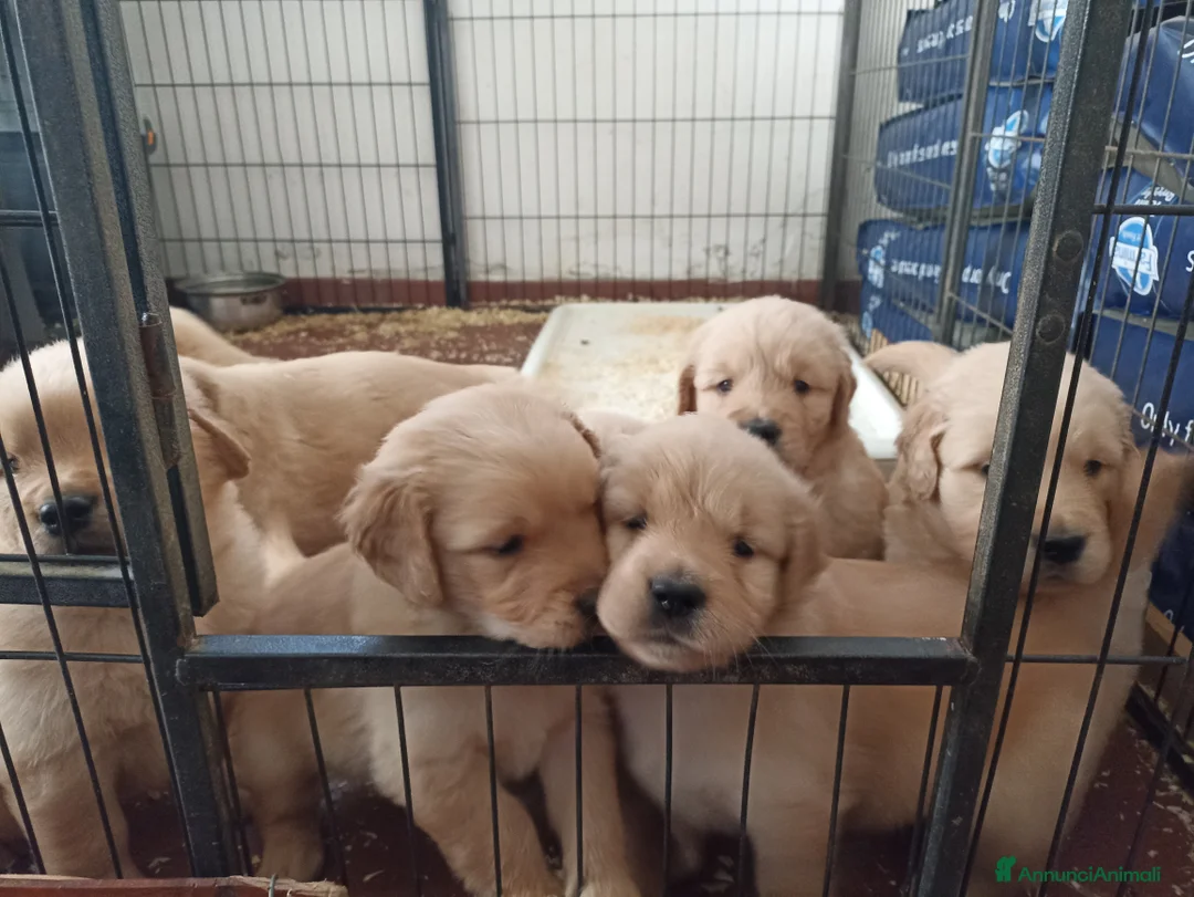 Immagine della galleria {{count}}