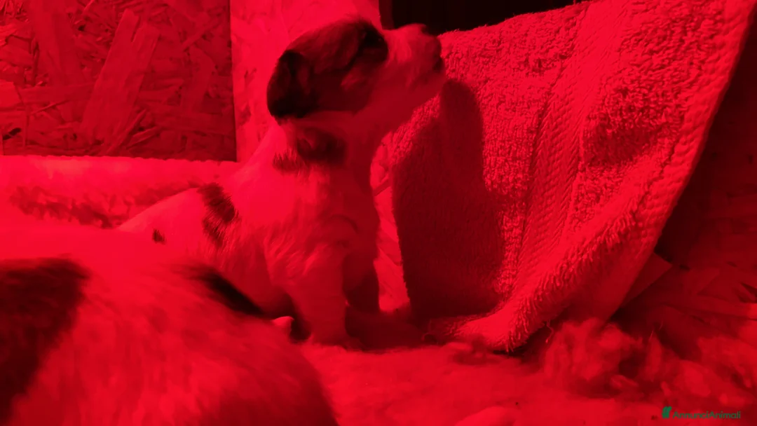 Jack Russell cani in vendita: JACK RUSSELL TERRIER PELO RUVIDO - Annuncio 17