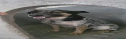 Meticcio cani in regalo: Splendida meticcia - DIVY - Annuncio 4