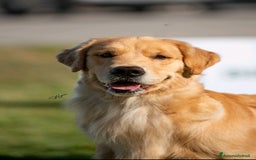 Golden Retriever cani in vendita: Golden Retriever Americano  a Città Metropolitana di Napoli - Immagine 6