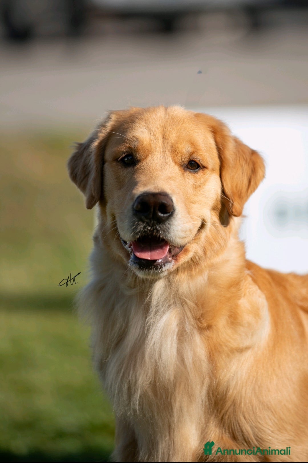 Golden Retriever cani in vendita: Golden Retriever Americano  a Città Metropolitana di Napoli - Immagine 6