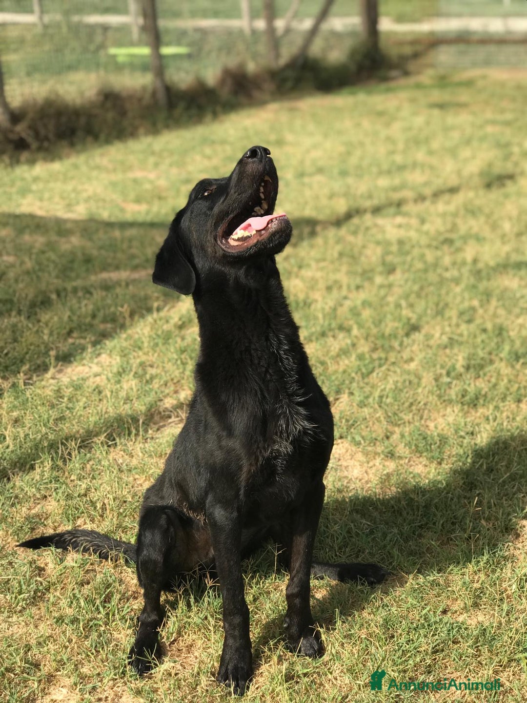 Meticcio cani in regalo: Dolcissimo Nowhite cresciuto in canile  a Provincia di Latina - Annuncio 2