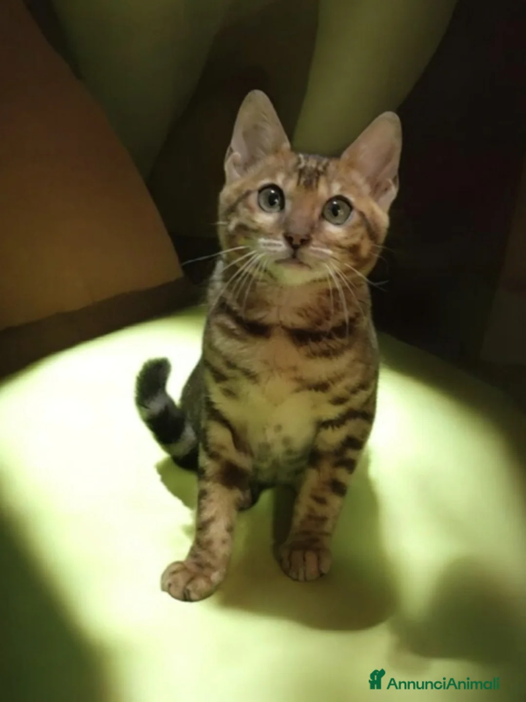 Bengala gatti in vendita: Bellissimi gattini del Bengala  - Annuncio 17