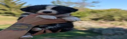 Australian Shepherd cani in vendita: Cuccioli pastore australiano - Annuncio 10