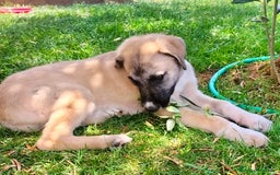 Pastore dell’Anatolia cani in regalo: Adozione splendido cucciolo 3 mesi taglia grande a Città Metropolitana di Torino - Immagine 9