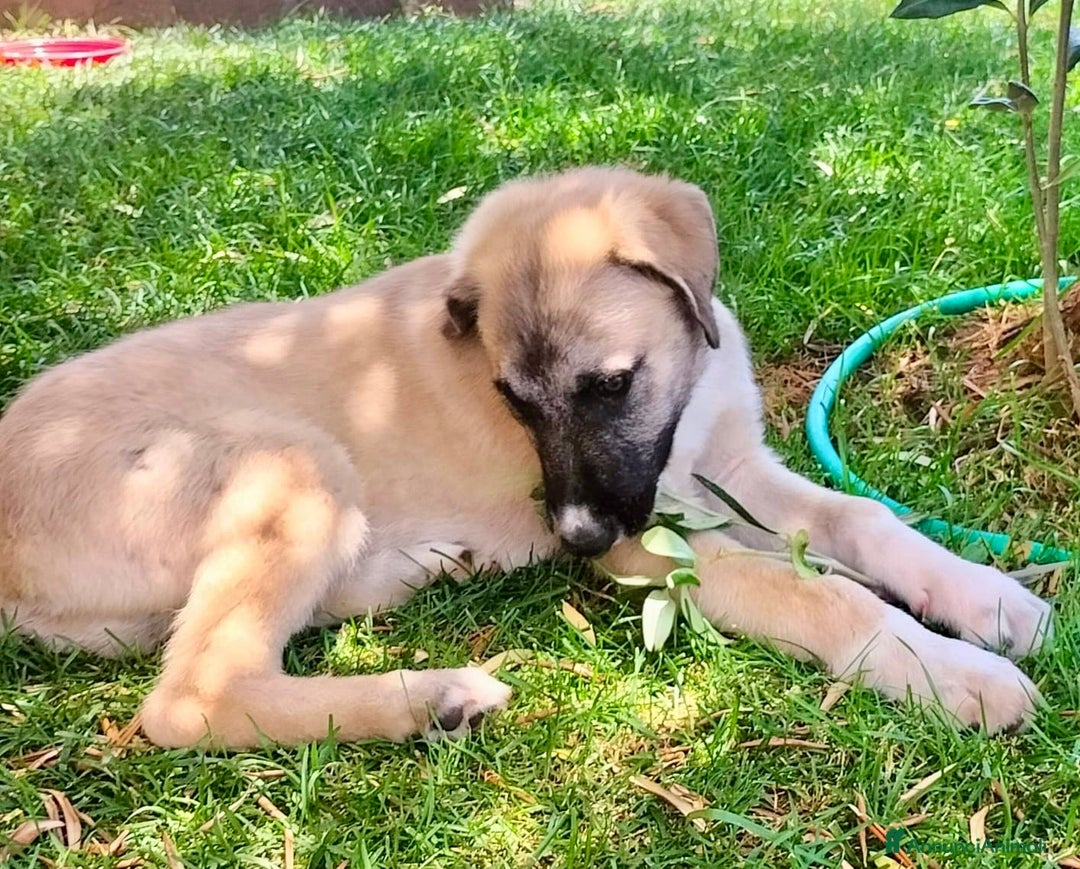 Pastore dell’Anatolia cani in regalo: Adozione splendido cucciolo 3 mesi taglia grande a Città Metropolitana di Torino - Immagine 9