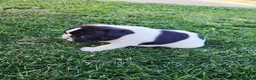 Bulldog Francese cani in vendita: Bulldog francese  - Annuncio 6