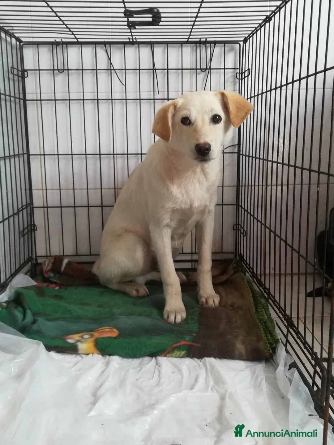 Meticcio cani in regalo: UNA MAMMA PER MERLINO - Annuncio 2