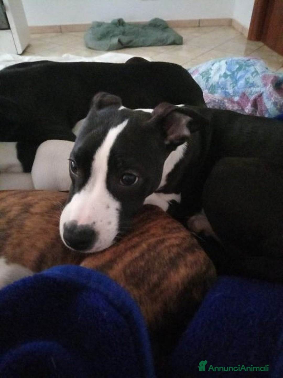 Meticcio cani in regalo: Ultimi 2 cuccioloni ben socializzati - Annuncio 4