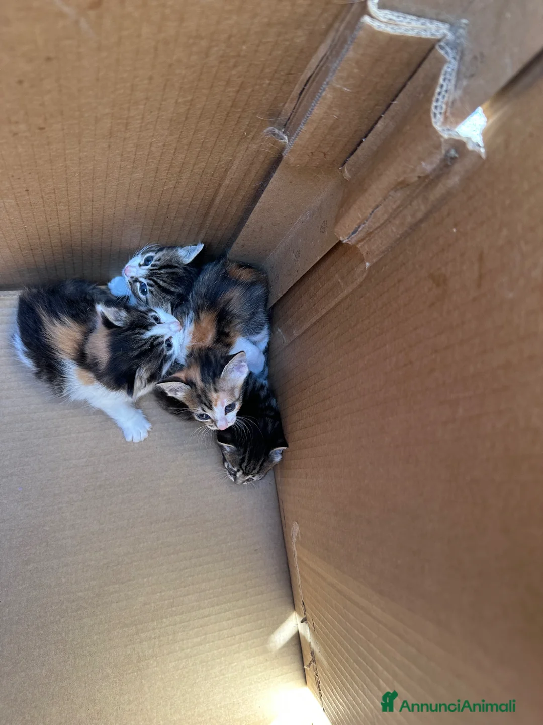 Altre razze gatti in regalo: Cuccioli bellissimi - Annuncio 1