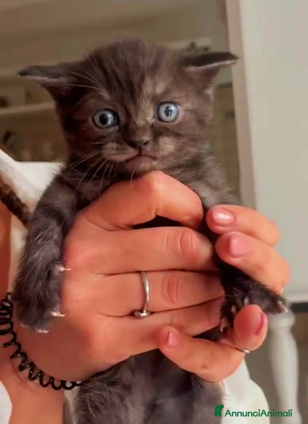 Scottish gatti in vendita: Scottish straight  a Provincia di Latina - Annuncio 2