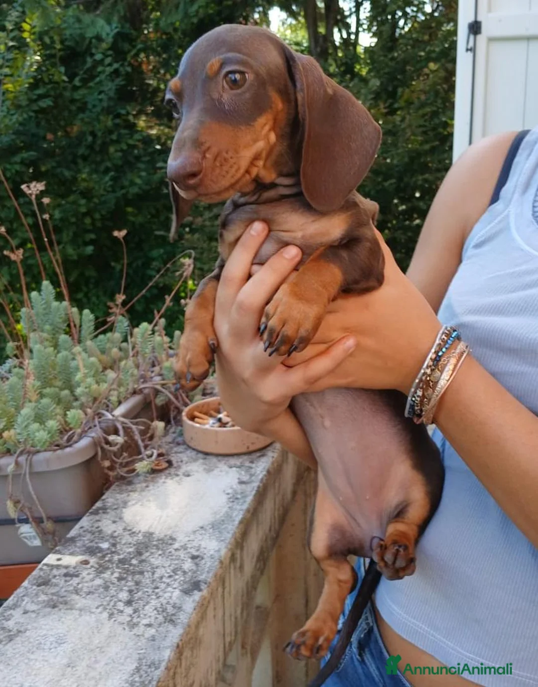 Bassotto Nano cani in vendita: Bassotta femmina cioccolato nano/kaninchen  - Annuncio 2