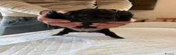 Bulldog Francese cani in vendita: bulldog francese  - Annuncio 4