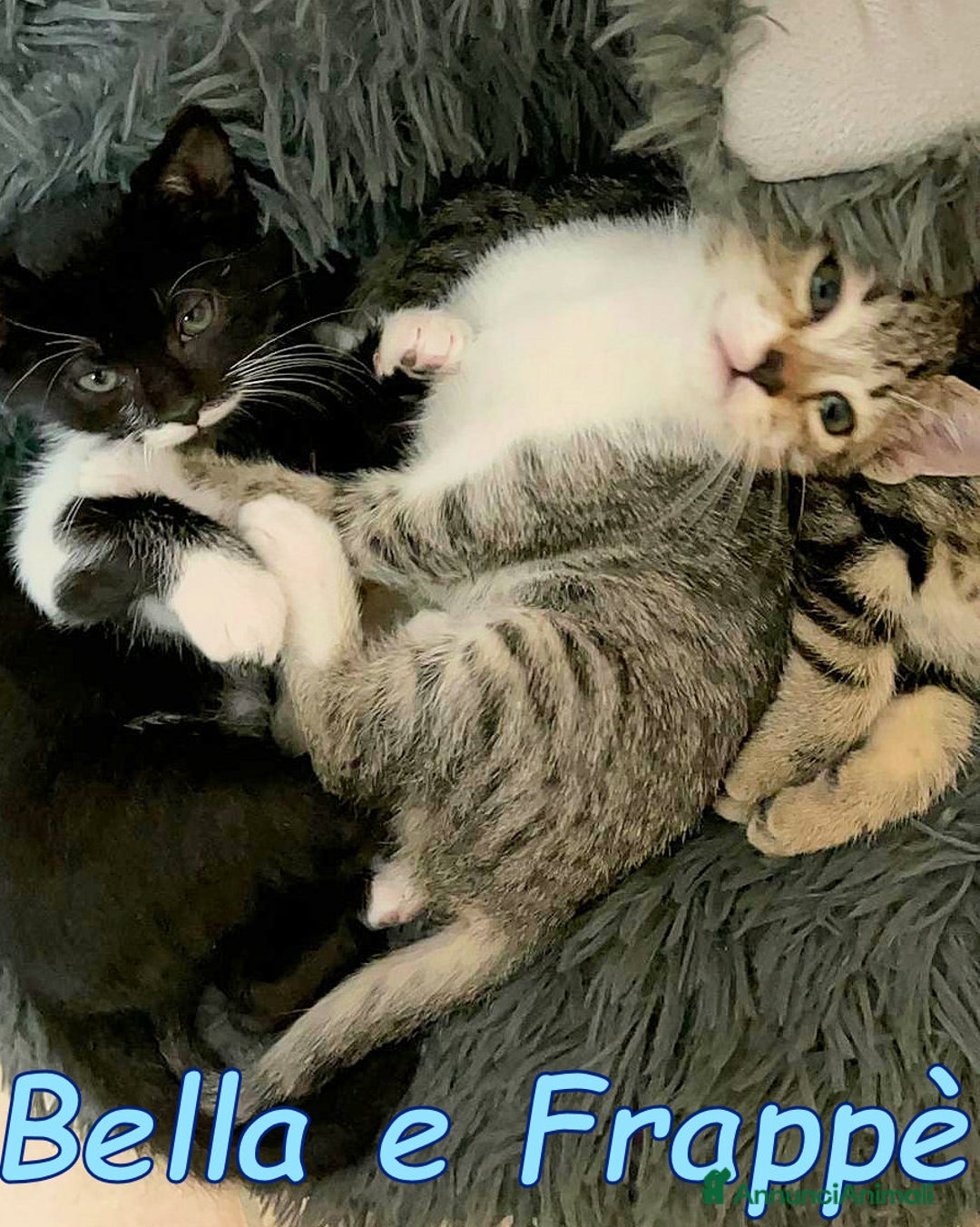 Europeo gatti in regalo: BELLA E FRAPPE' - Immagine 3