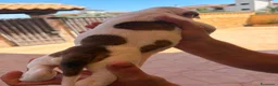 Bulldog cani in vendita: Cuccioli di bulldog americano  a Libero consorzio comunale di Agrigento - Annuncio 4