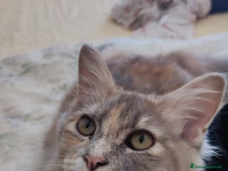 Norvegese gatti Norvegese delle foreste - Annuncio 18