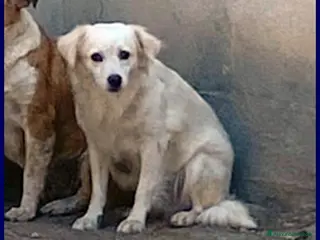 Meticcio cani MICK piccoletto che cerca rassicurazione - Annuncio 18