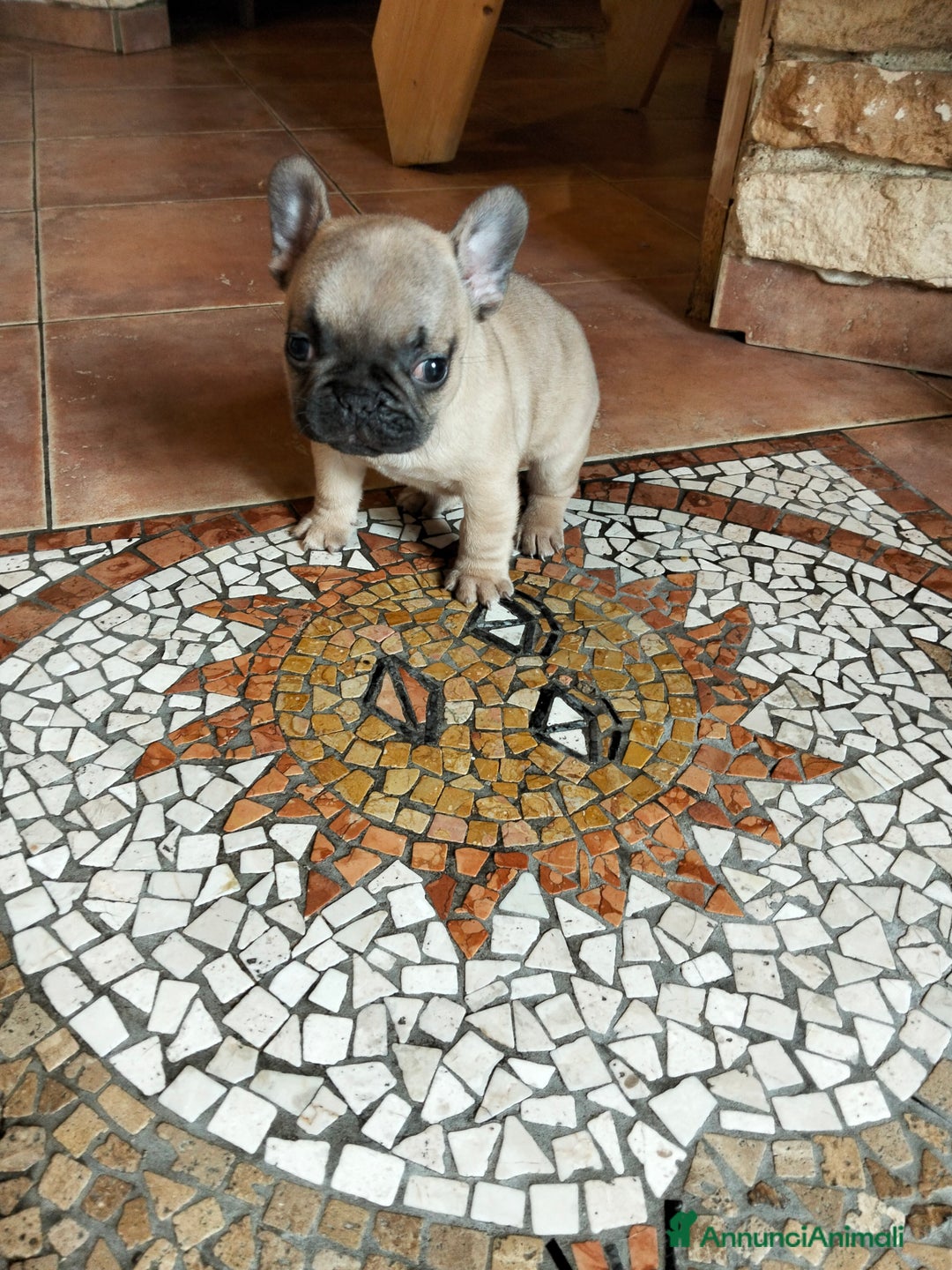 Bulldog Francese cani in vendita: Cuccioli bulldog francese  - Annuncio 1