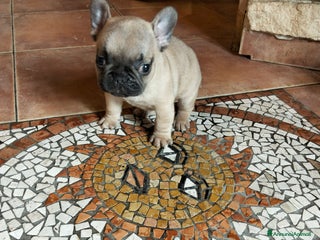 Bulldog Francese cani Cuccioli bulldog francese - Annuncio 2