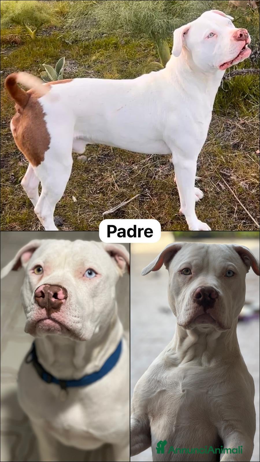 Pitbull cani Cuccioli pitbull a Città metropolitana di Catania - Annuncio 1