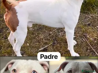 Pitbull cani Cuccioli pitbull a Città metropolitana di Catania - Annuncio 2