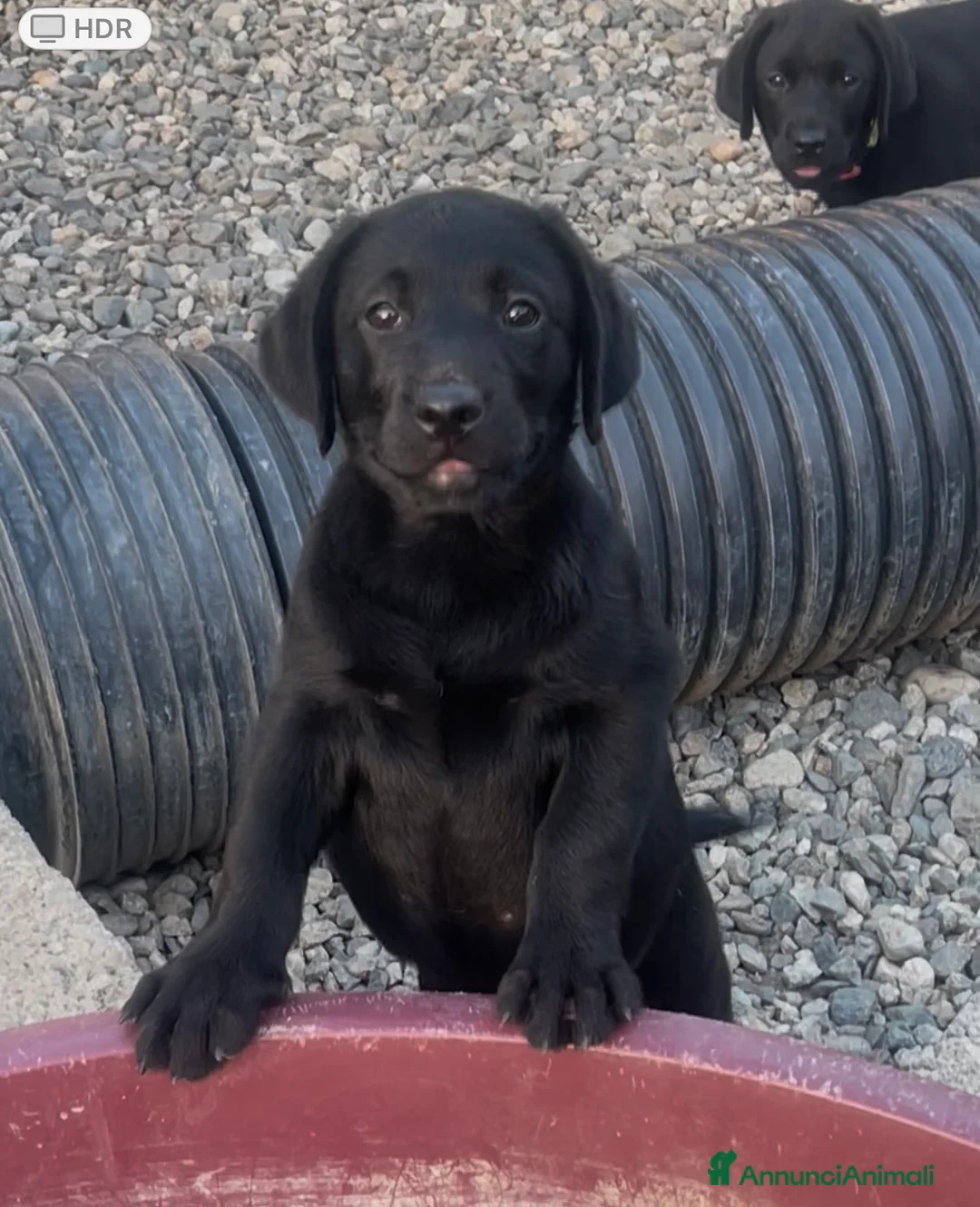 Labrador cani in vendita: Splendida Cucciolata Labrador Nera a Città metropolitana di Messina - Annuncio 4