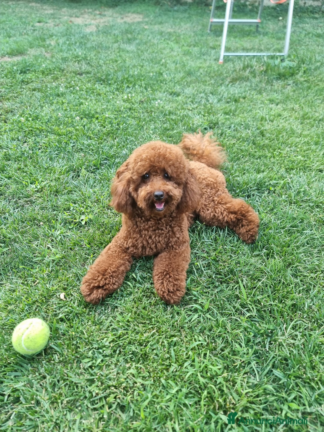Barboncino cani per accoppiamento: Barboncino nano fulvo a Città metropolitana di Roma Capitale - Immagine 2