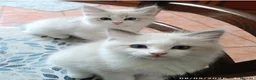 Ragdoll gatti in vendita: Cuccioli di Razza Ragdoll disponibili - Annuncio 4