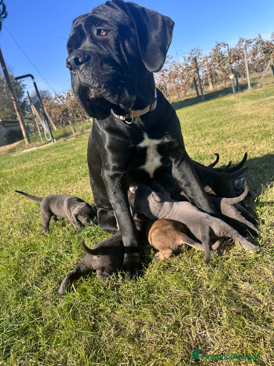 Cane Corso cani in vendita: Cane corso - Annuncio 5