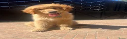 Golden Retriever cani in vendita: Golden Retriever Americani 100% con Pedigree ENCI - Annuncio 2