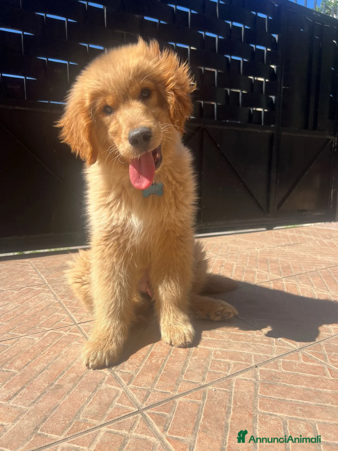 Golden Retriever cani in vendita: Golden Retriever Americani 100% con Pedigree ENCI - Annuncio 2